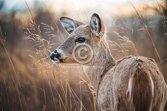 Whitetail Deer - Odocoileus Virginianus Whitetail Deer - Odocoileus Virginianus