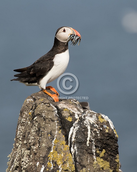 Atlantic Puffin with Sand Eels