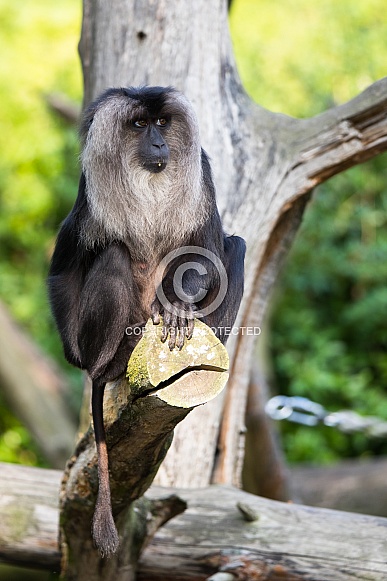lion-tailed macaque
