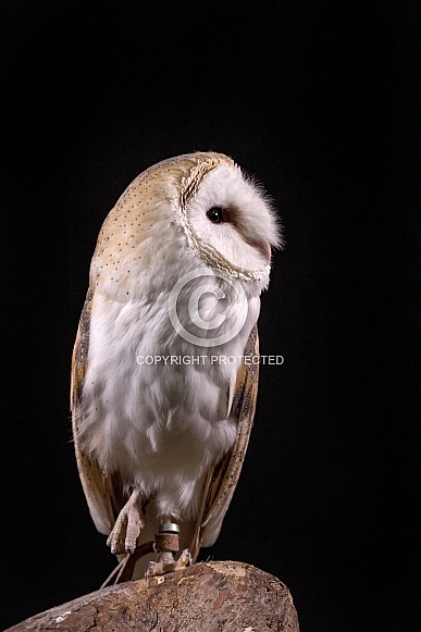 Barn Owl Full Body Looking Upright Black Background Barn Owl Full Body Looking Upright Black Background