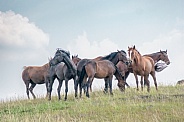 Wild Horse (Equus caballus)