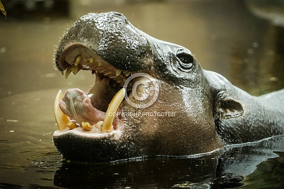 Pygmy Hippo