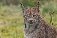 Canada Lynx Close Up