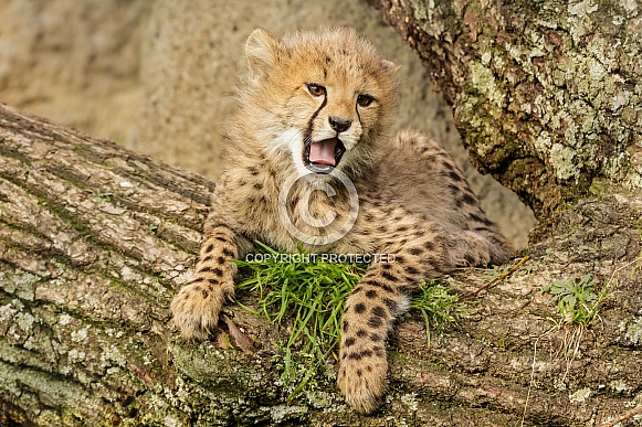 Cheetah cub