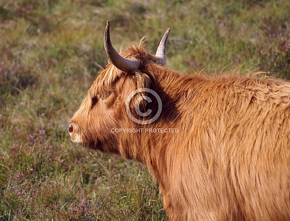 Highland Cow