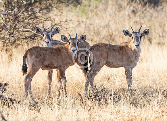 Gemsbok Calves