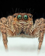 Pantropical Jumping Spider