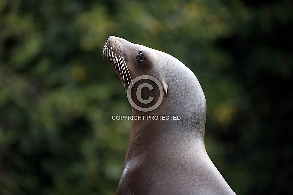 Californian Sea lion (Zalophus californianus) Californian Sea lion (Zalophus californianus)