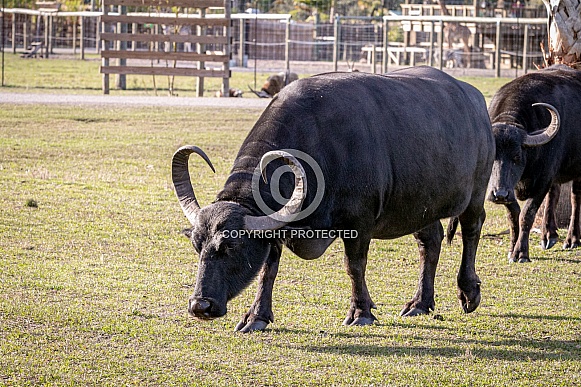 American Bison