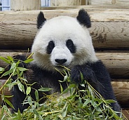 Giant Panda
