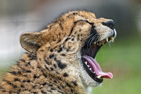 Cheetah yawning