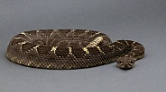 Arizona Black Rattlesnake