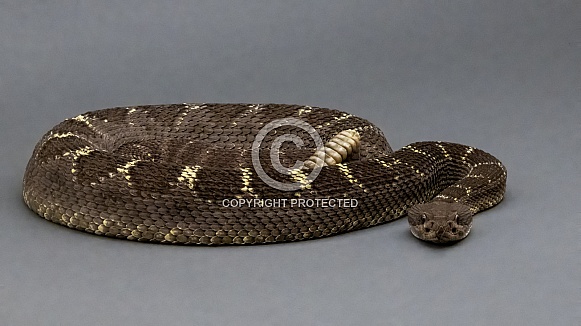 Arizona Black Rattlesnake