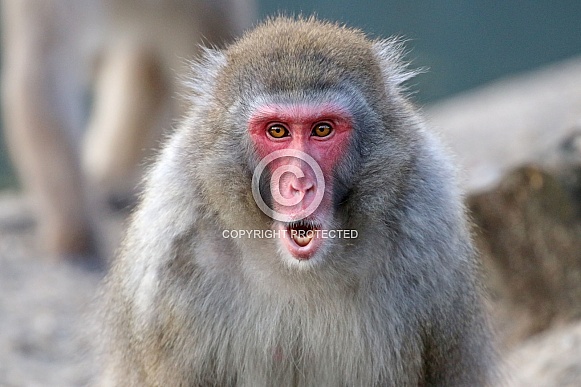 Japanese macaque (Macaca fuscata) Japanese macaque (Macaca fuscata)