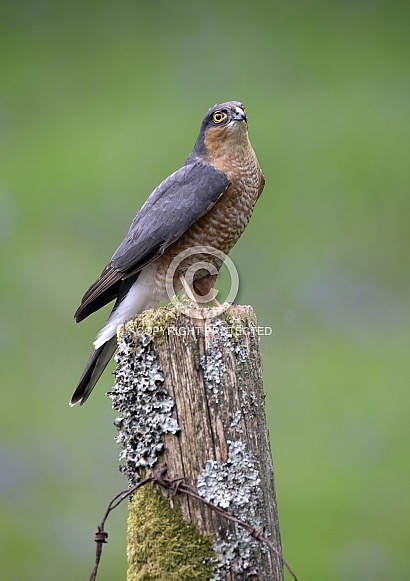 Sparrowhawk