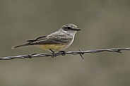 Female Vermillion Flycatcher
