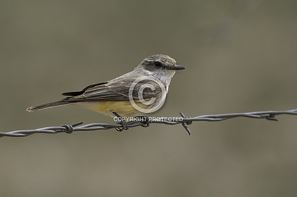 Female Vermillion Flycatcher