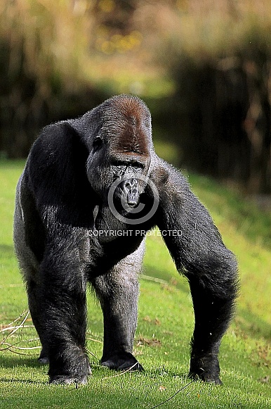 Western lowland Gorilla