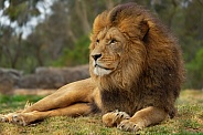 Male African Lion