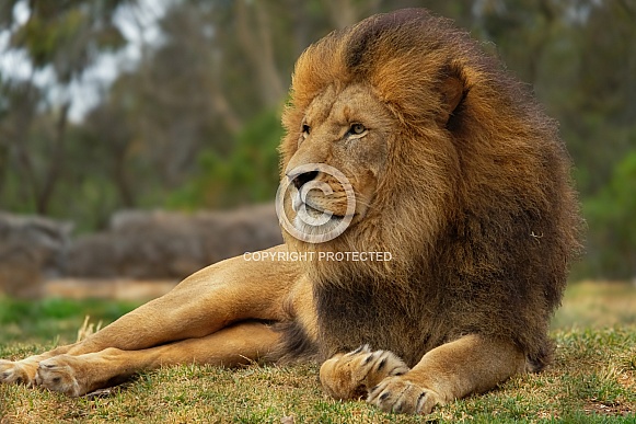 Male African Lion