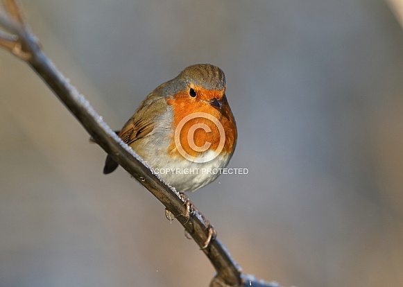 Robin
