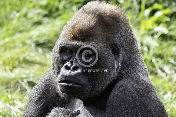 Western Lowland Gorilla Close Up