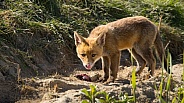 Red fox cub/cubs in nature