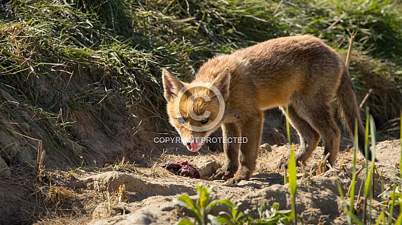 Red fox cub/cubs in nature