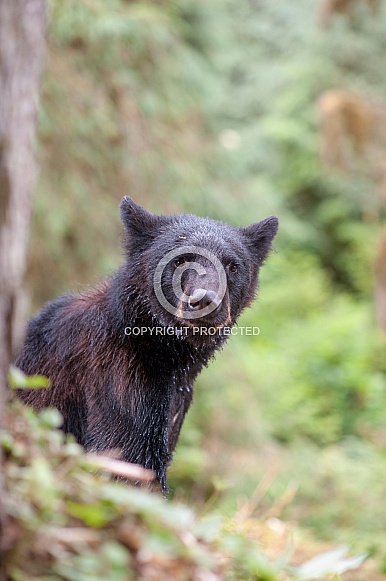 Black Bear (wild)