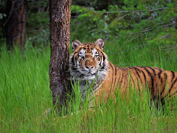 Siberian tiger Siberian tiger