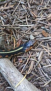 Red-spotted Garter Snake (Thamnophis sirtalis ssp. concinnus)