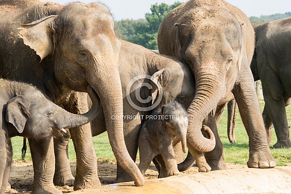 Asian Elelphants Family