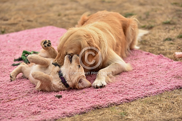 Golden retriever puppy with Mother Golden retriever puppy with Mother