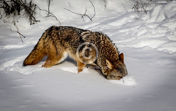 Coyote in winter snow Coyote in winter snow