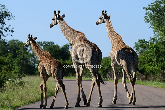 Giraffes