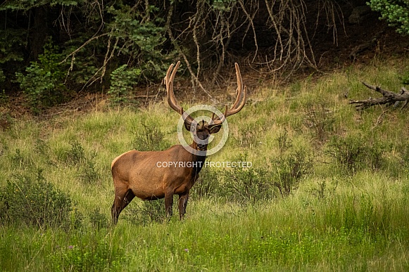 Wild Velvet Elk Bull In Alpine Meadow Wild Velvet Elk Bull In Alpine Meadow