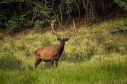Wild Velvet Elk Bull In Alpine Meadow
