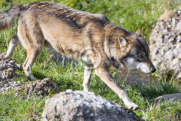 Grey Wolf