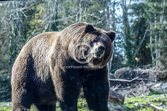 Brown Bear