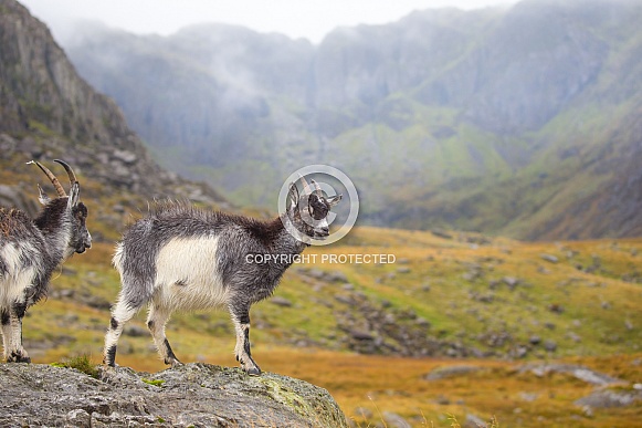 Welsh Mountain Goat