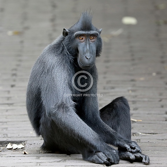 Crested macaque (Macaca nigra)
