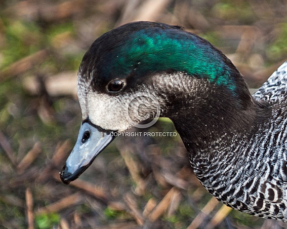 chiloe duck