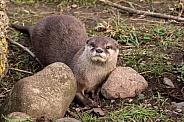Asian Short Clawed Otter In Rocks