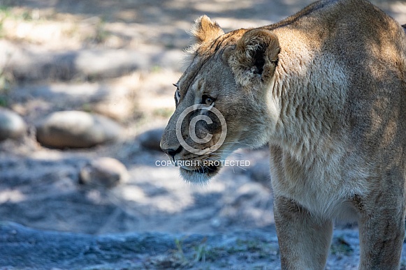 Female African Lions