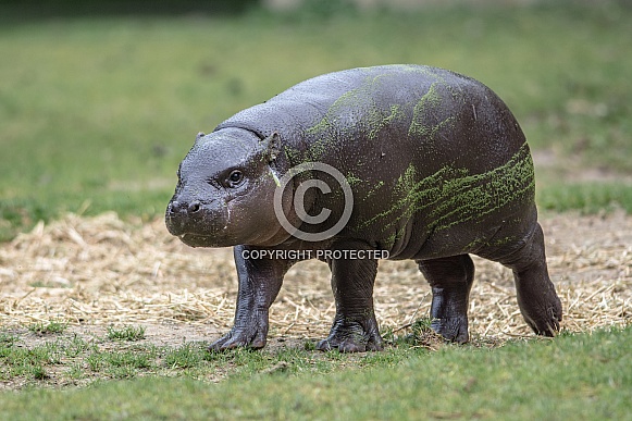 Pygmy hippopotamus Pygmy hippopotamus