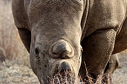 Rhino up close in the wild