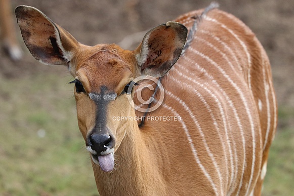 Nyala