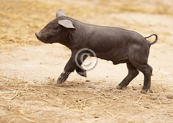 Large Black Piglet