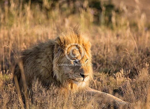 Male Lion Portrait