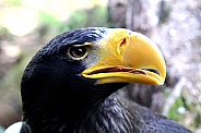 Steller's Sea Eagle cu